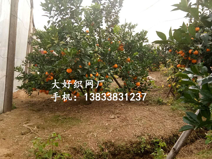 果树防虫网