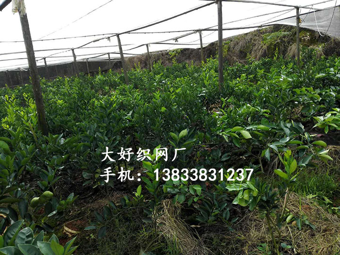 脐橙防虫网